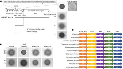 Conditional and Synthetic Type IV Pili-Dependent Motility Phenotypes in Myxococcus xanthus